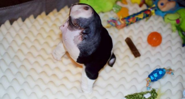 Minik köpeğin yürek burkan hikayesi