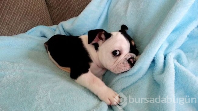 Minik köpeğin yürek burkan hikayesi