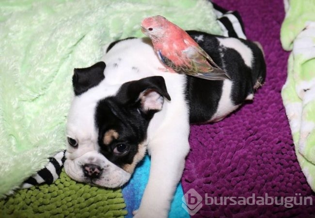 Minik köpeğin yürek burkan hikayesi