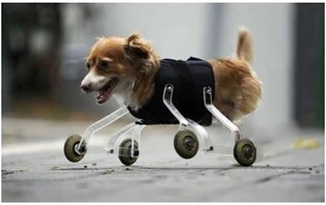 Minik köpeğin yürek burkan hikayesi