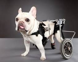Minik köpeğin yürek burkan hikayesi