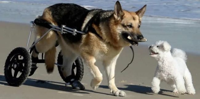 Minik köpeğin yürek burkan hikayesi