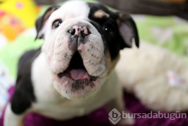 Minik köpeğin yürek burkan hikayesi