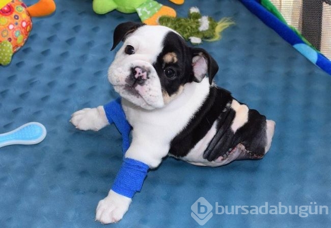 Minik köpeğin yürek burkan hikayesi