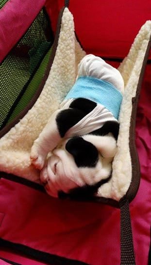Minik köpeğin yürek burkan hikayesi