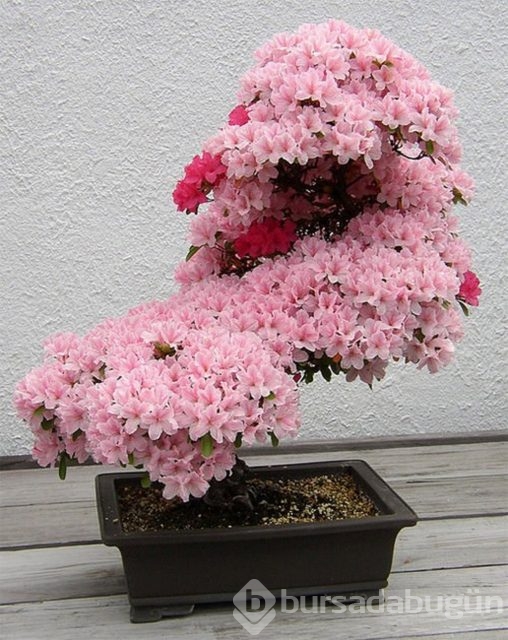 22 harika 'bonsai' türü
