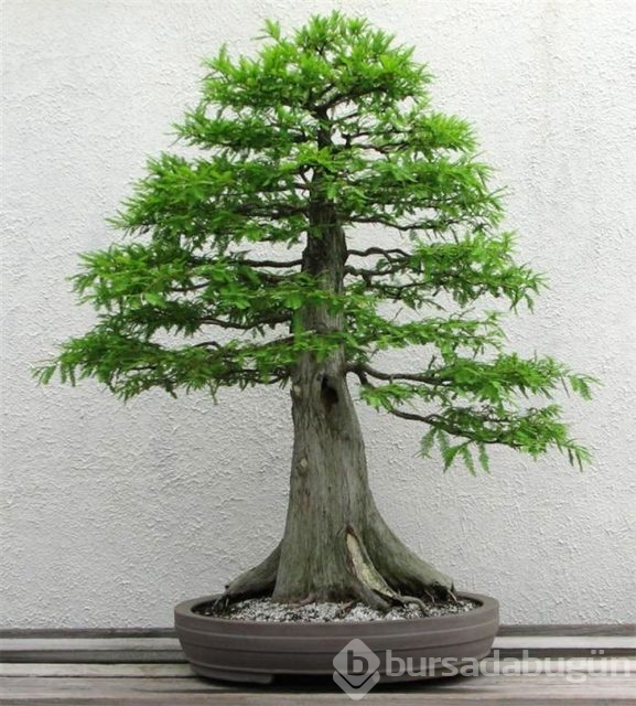 22 harika 'bonsai' türü
