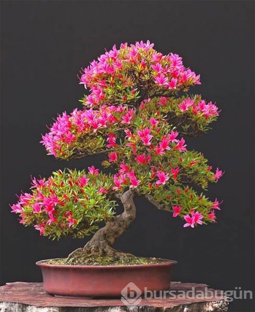 22 harika 'bonsai' türü
