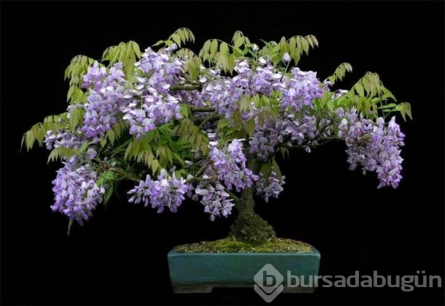 22 harika 'bonsai' türü
