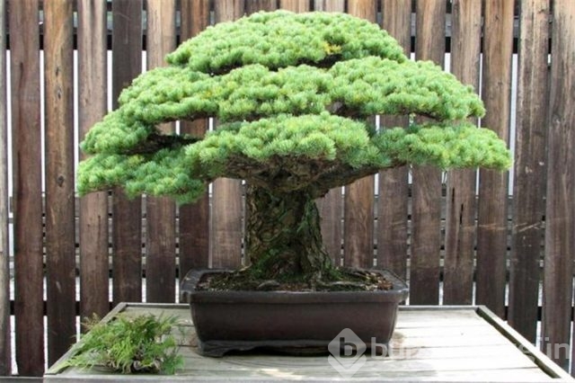 22 harika 'bonsai' türü
