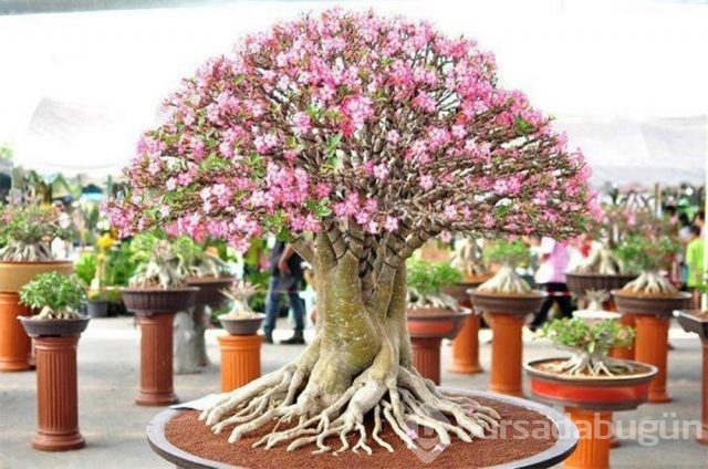 22 harika 'bonsai' türü
