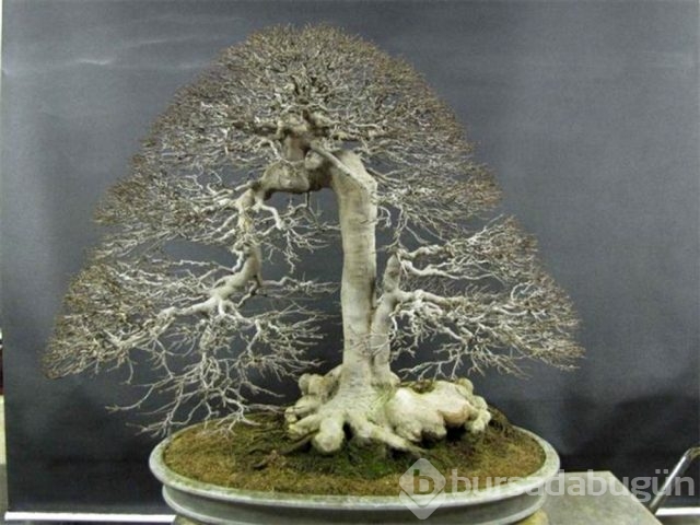 22 harika 'bonsai' türü
