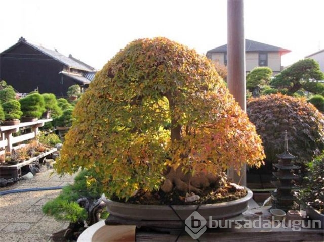22 harika 'bonsai' türü
