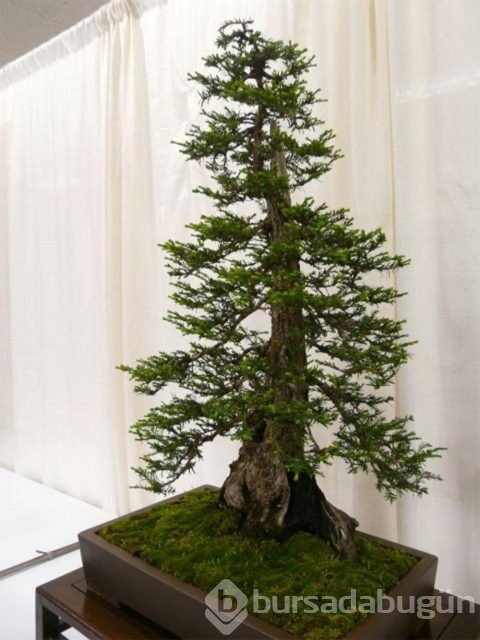 22 harika 'bonsai' türü
