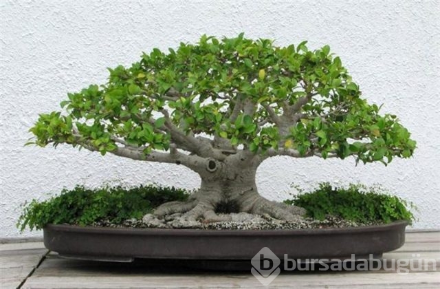 22 harika 'bonsai' türü
