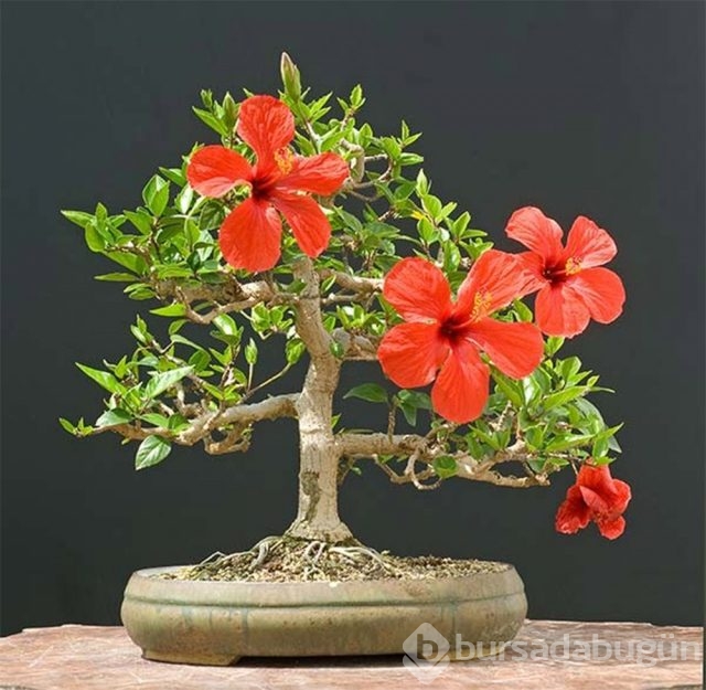 22 harika 'bonsai' türü
