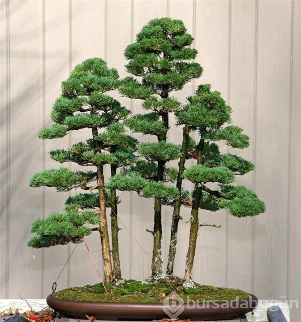 22 harika 'bonsai' türü
