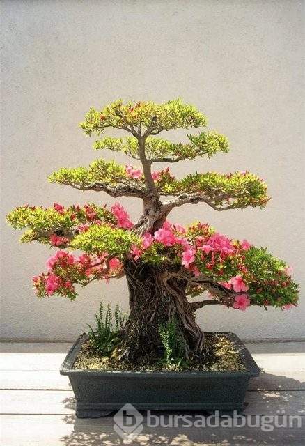 22 harika 'bonsai' türü
