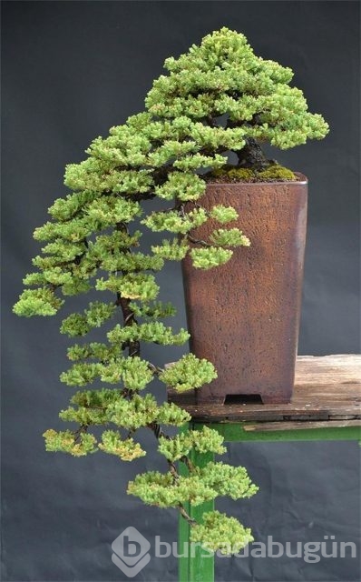 22 harika 'bonsai' türü
