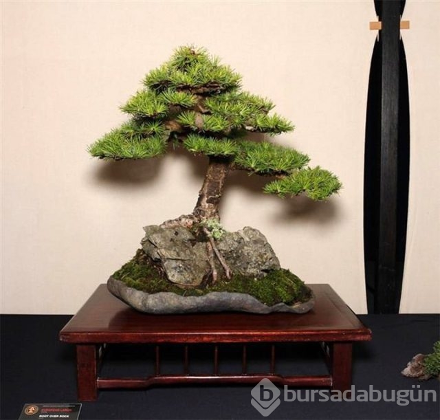 22 harika 'bonsai' türü
