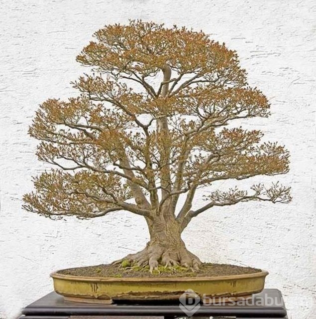 22 harika 'bonsai' türü
