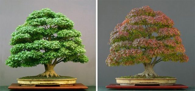 22 harika 'bonsai' türü
