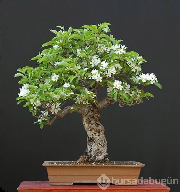 22 harika 'bonsai' türü
