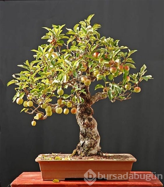 22 harika 'bonsai' türü
