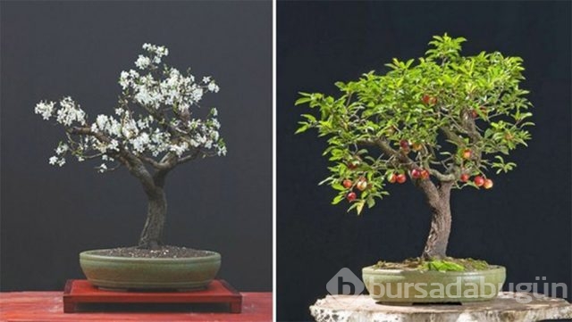22 harika 'bonsai' türü
