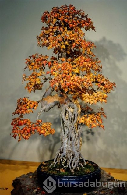 22 harika 'bonsai' türü
