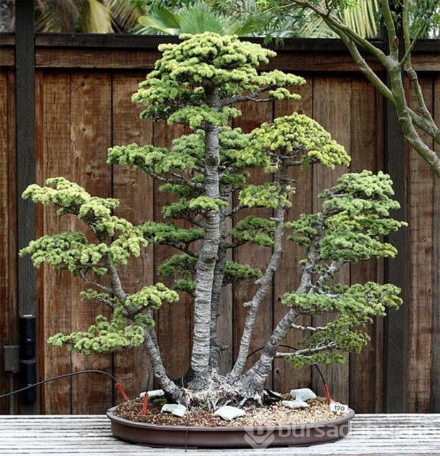 22 harika 'bonsai' türü

