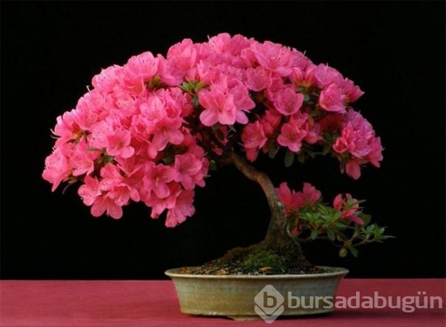 22 harika 'bonsai' türü
