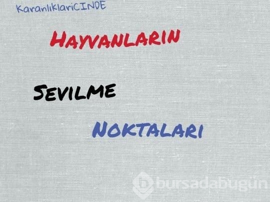 Hayvanları sevme kılavuzu