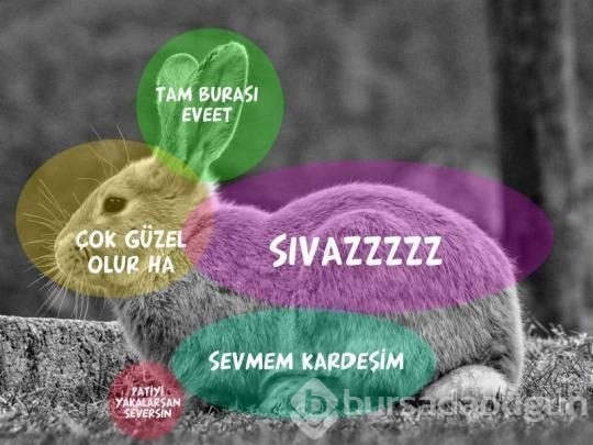 Hayvanları sevme kılavuzu