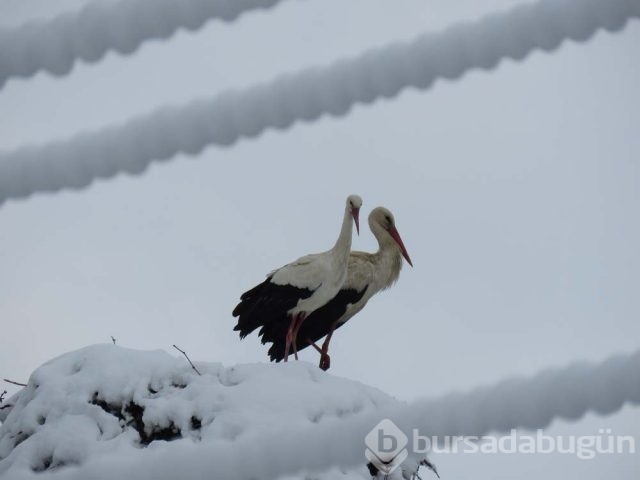 Leyleklere kar sürprizi