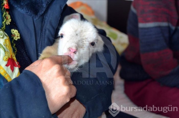 Kuzuya evde bakıyorlar