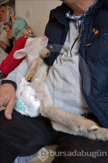 Kuzuya evde bakıyorlar