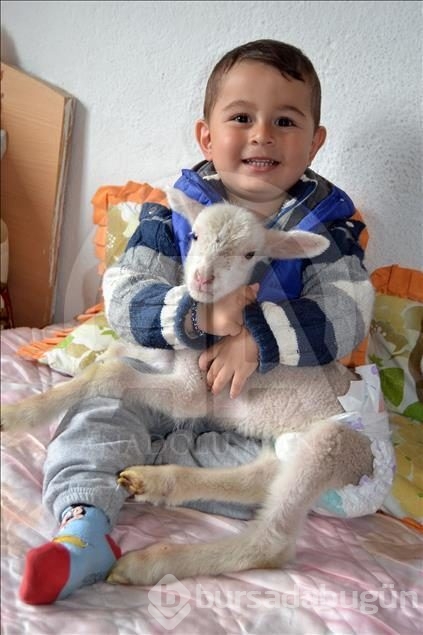 Kuzuya evde bakıyorlar