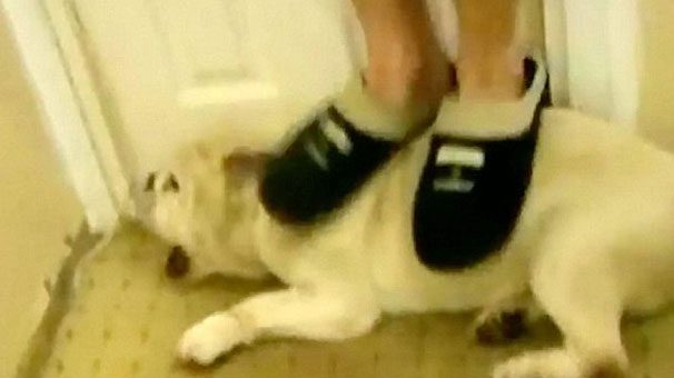 Köpeğe iğrenç işkence
