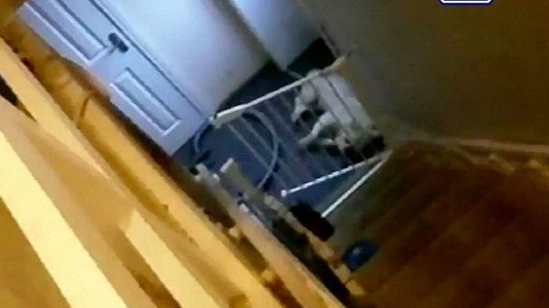 Köpeğe iğrenç işkence