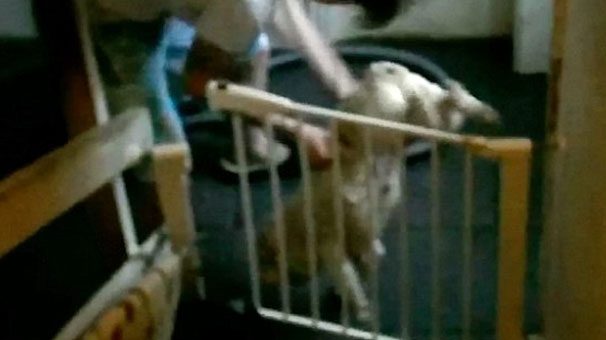 Köpeğe iğrenç işkence