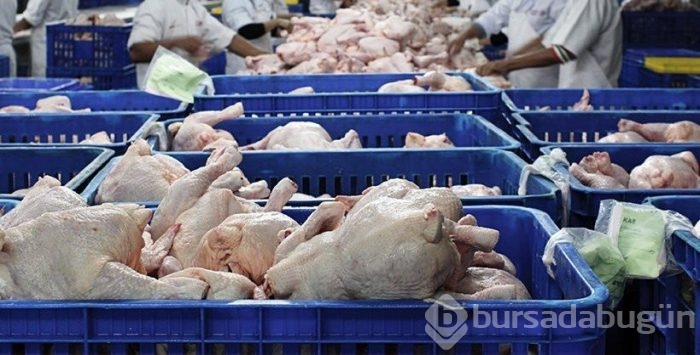 Sahte gıda operasyonu: Maymun eti, tırtıl, çekirge ele geçirildi