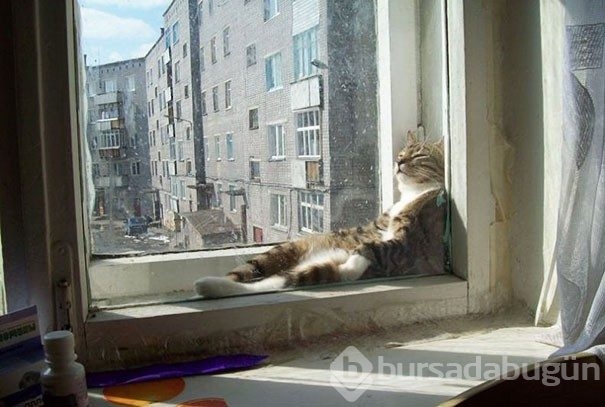 Sıcağa karşı zaafı olan 29 keyifçi kedi

