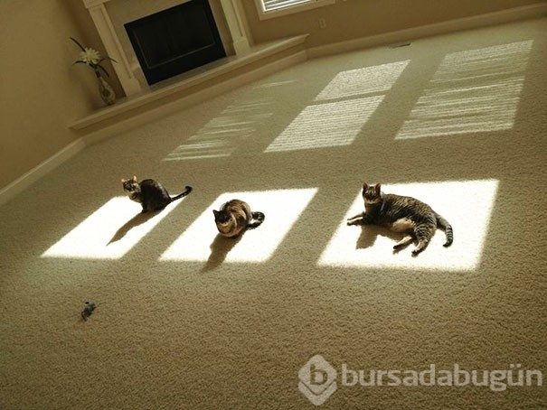 Sıcağa karşı zaafı olan 29 keyifçi kedi
