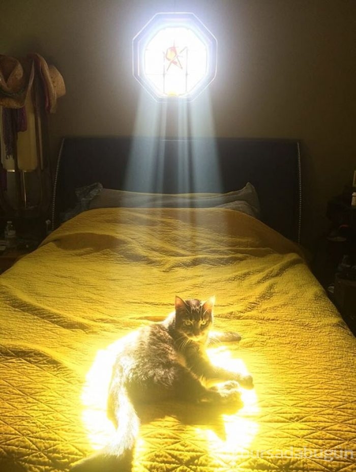 Sıcağa karşı zaafı olan 29 keyifçi kedi
