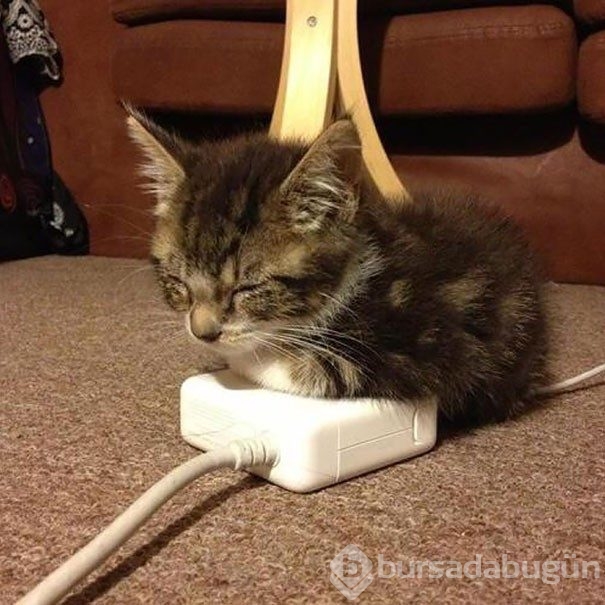 Sıcağa karşı zaafı olan 29 keyifçi kedi
