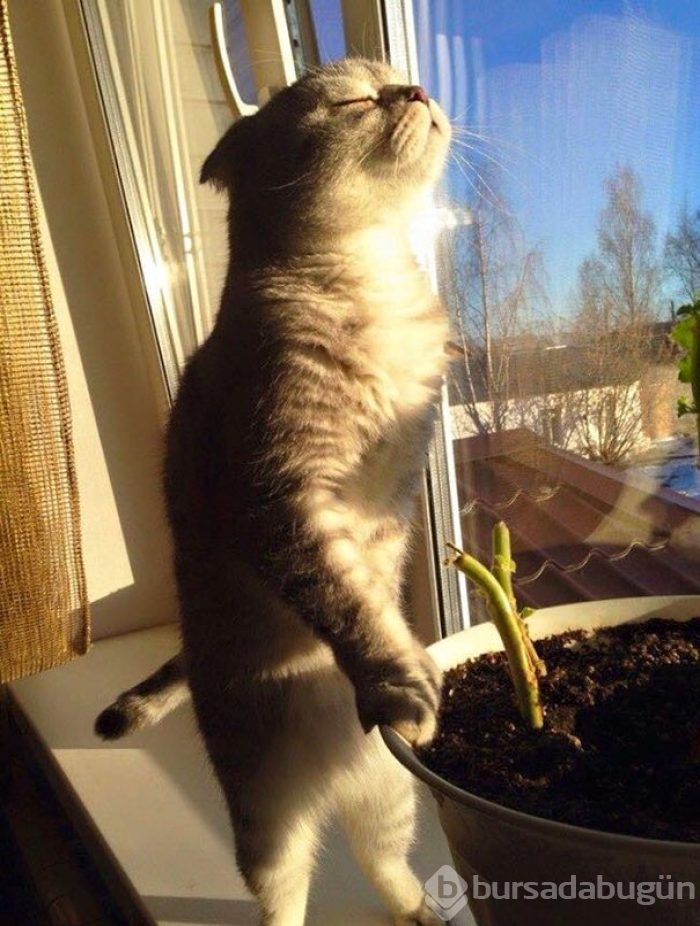 Sıcağa karşı zaafı olan 29 keyifçi kedi
