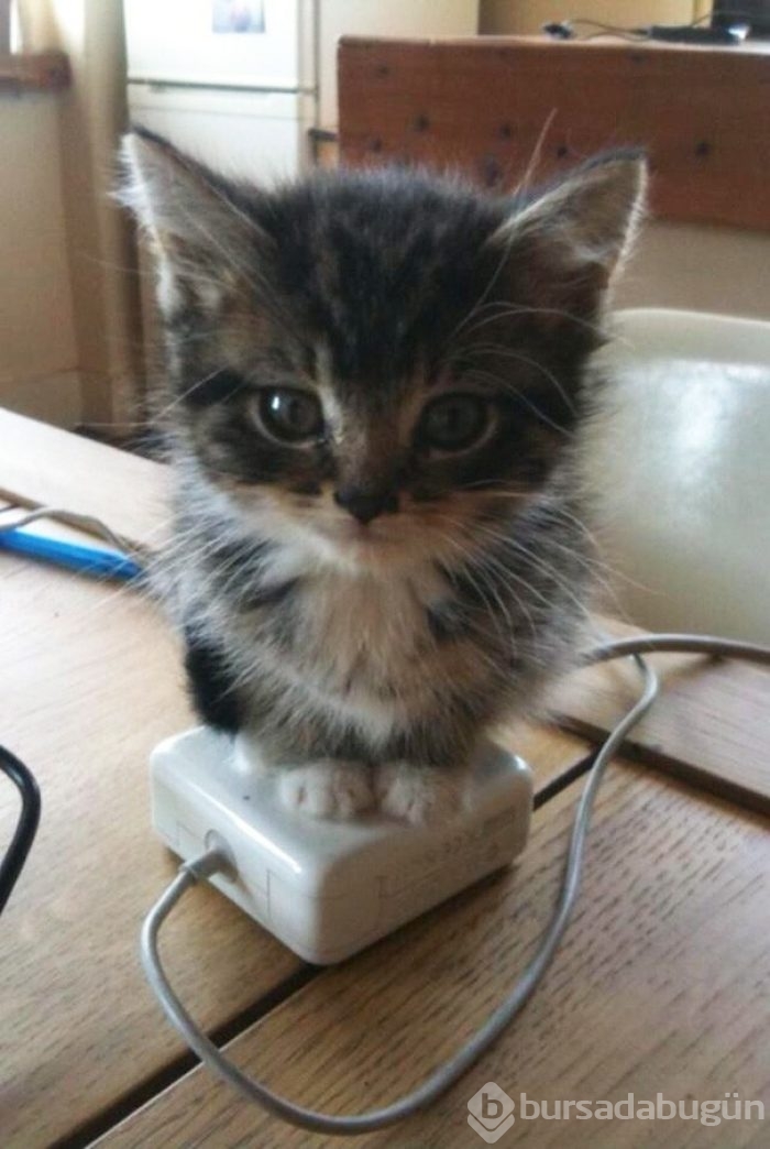 Sıcağa karşı zaafı olan 29 keyifçi kedi
