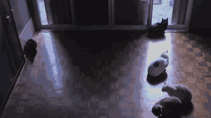 Sıcağa karşı zaafı olan 29 keyifçi kedi
