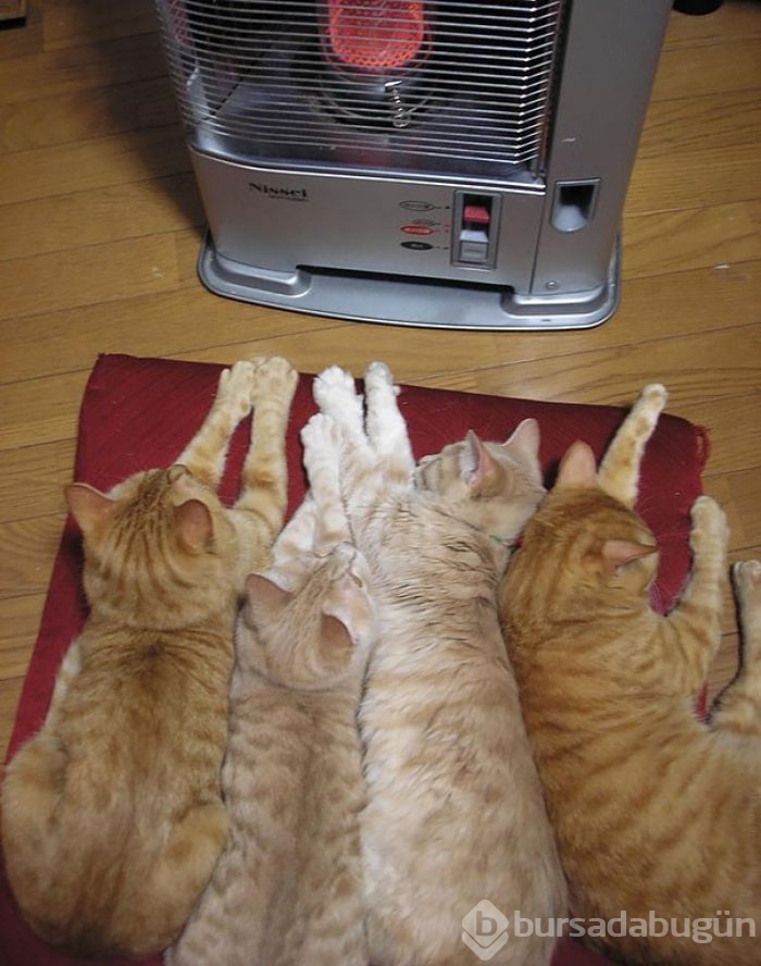 Sıcağa karşı zaafı olan 29 keyifçi kedi
